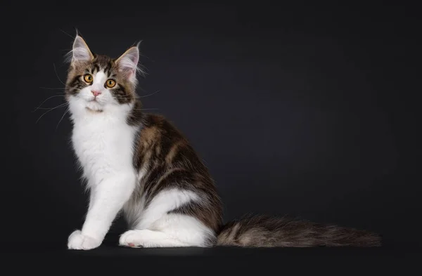 Ausdrucksstarkes Schwarz Gestromtes Zweifarbiges Maine Coon Katzenkätzchen Das Seitlich Aufsitzt — Stockfoto