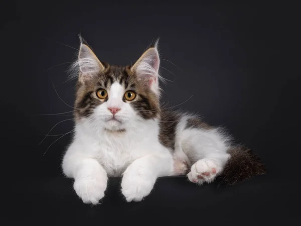 Výrazné Černé Tabby Bicolor Maine Mýval Kočka Kotě Ležící Boční — Stock fotografie