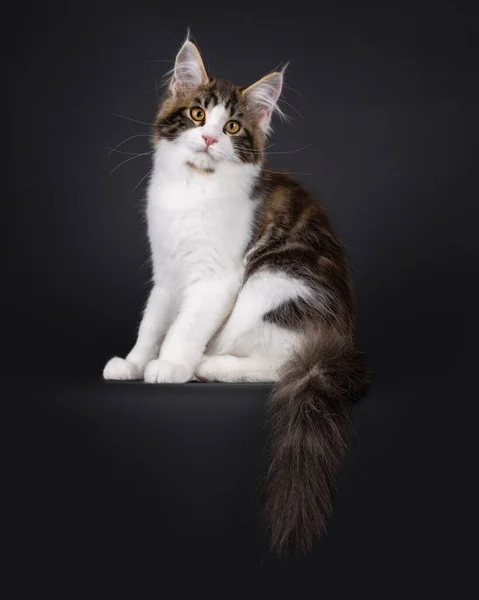 Ausdrucksstarkes Schwarz Gestromtes Bicolor Maine Coon Katzenkätzchen Das Seitlich Rand — Stockfoto