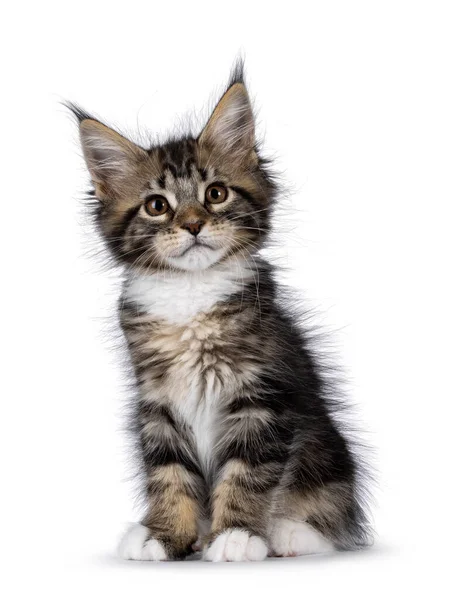 Adorable Expressive Classic Black Tabby White Maine Coon Cat Kitten — Stock Photo, Image