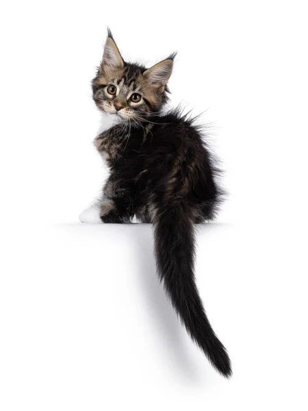 Adorable Expresivo Clásico Negro Tabby Con Blanco Maine Coon Gato — Foto de Stock