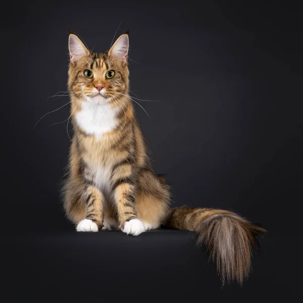 印象的なカラフルな若い大人のメインコーン猫は 端の上に尾で正面に直面して座っている 好奇心とカメラに向けて注意を払っています 黒い背景に隔離された — ストック写真