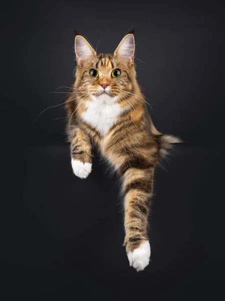 Imponujący Kolorowy Młody Kociak Maine Coon Leżący Twarzą Przodu Łapy — Zdjęcie stockowe