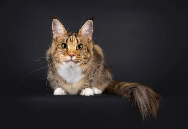 Impresionante Colorido Joven Adulto Maine Coon Gato Acostado Con Cola —  Fotos de Stock