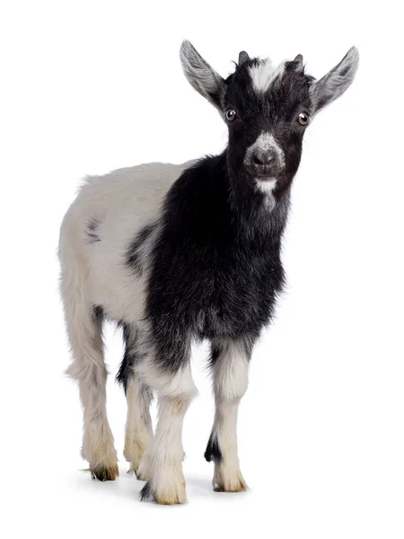 Adorable Black White Baby Goat Standing Facing Front Looking Straight — Stock Photo, Image