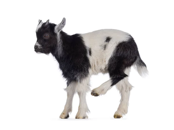 Urocza Czarno Biała Koza Stojąca Bokach Swędzący Brzuch Tylną Nogą — Zdjęcie stockowe