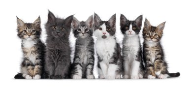 Yan yana oturan 6 Maine Rakunu kedi yavrusundan oluşan mükemmel bir sıra. Herkes kameraya bakıyor. Beyaz bir arkaplanda izole edilmiş.