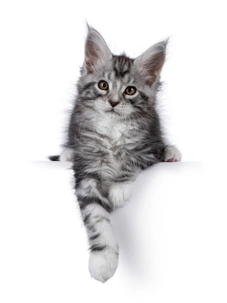Grazioso Setaccio Tabby Maine Coon Gatto Gattino Sdraiato Fronte Sul — Foto Stock