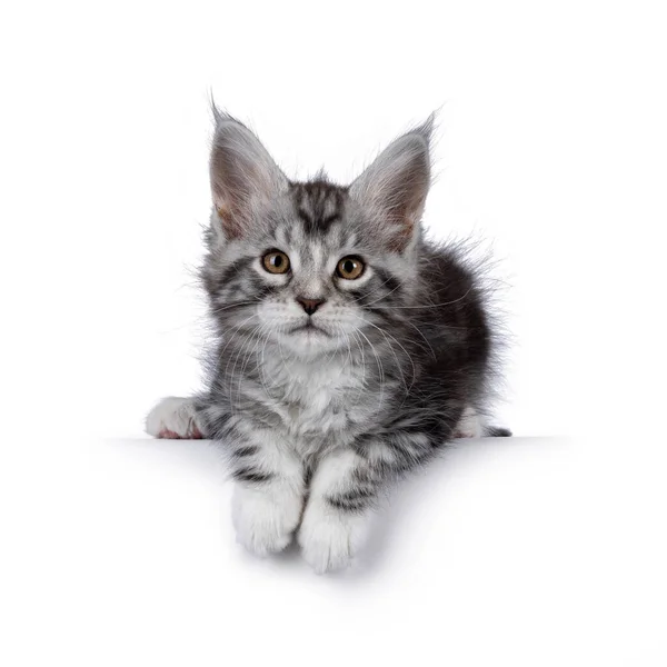 Söt Siver Tabby Maine Coon Katt Kattunge Liggande Ner Vänd — Stockfoto