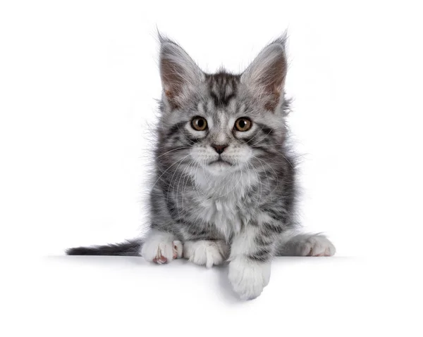 Cute Siver Tabby Maine Coon Kotek Siedzi Gotowy Skoku Krawędzi — Zdjęcie stockowe