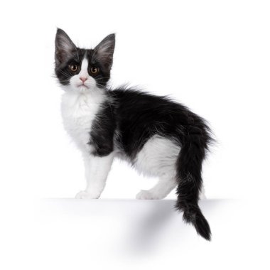 Siyah-beyaz sevimli bir kedi yavrusu, kenarda dikiliyor. Doğrudan kameraya bakıyorum. Beyaz bir arkaplanda izole edilmiş.