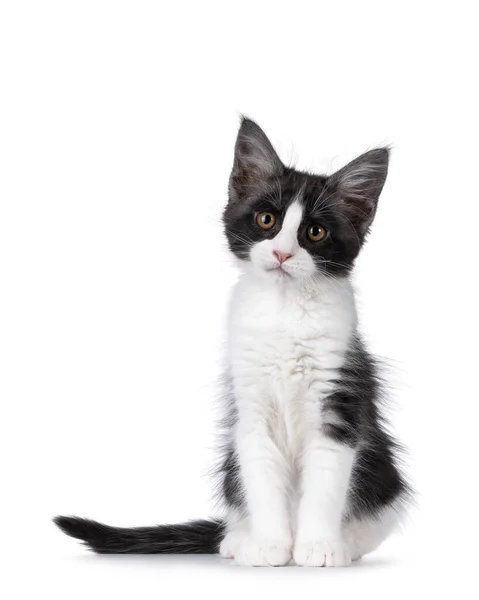 Cute Expressive Black White Maine Coon Cat Kitten Sitting Side — Stock Photo, Image