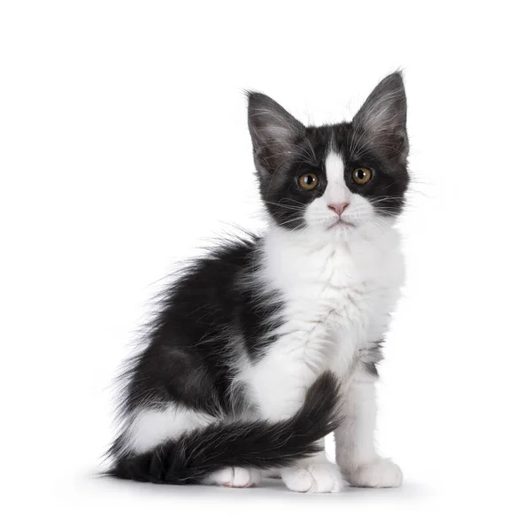 Söt Uttrycksfull Svart Och Vit Maine Coon Katt Kattunge Sitter — Stockfoto