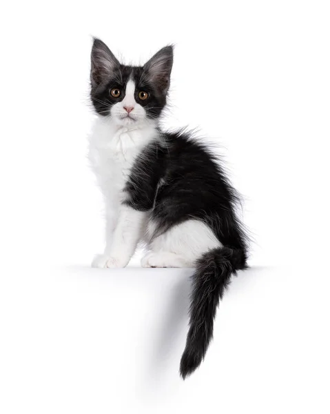Aranyos Kifejező Fekete Fehér Maine Mosómedve Macska Cica Szemben Elől — Stock Fotó