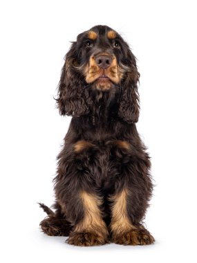 Majestic Choc ve bronz tenli 3 aylık Cocker Spaniel köpeği önde oturuyor. Kameranın yukarısına, tatlı ve sarkık gözlerle bakıyorum. Beyaz bir arkaplanda izole edilmiş.