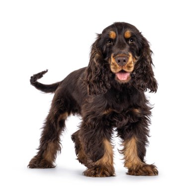 Majestic Choc ve bronz tenli 3 aylık Cocker Spaniel köpeği yan yana duruyor. Tatlı ve sarkık gözlerle doğrudan kameraya bakıyor. Beyaz bir arka planda izole edilmiş. Ağzını aç, dilini çıkar..