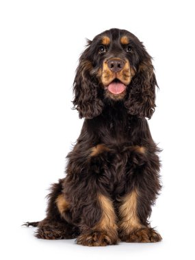 Majestic choc and tan 3 months old Cocker Spaniel dog, sitting up side ways. Looking curious towards camera with sweet and droopy eyes. Tongue out. Isolated on a white background. clipart