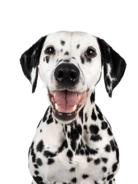 Mutlu, gülümseyen Dalmaçyalı bir köpeğin baş fotoğrafı. Yüzü önde oturuyor. Kameraya doğru bakıyorum. Ağzını aç, dilini ve dişlerini göster. Beyaz bir arkaplanda izole edilmiş.