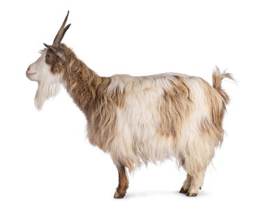 Sweet light brown Dutch landrace goat, standing side ways. Looking side ways away from camera. Isolated on a white background. clipart