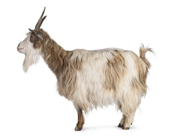 Sweet Light Brown Dutch Landrace Goat Standing Side Ways Looking — Stock Photo, Image