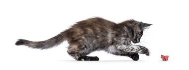 Şirin siyah dumanlı tortie Maine Rakun kedi yavrusu, oyuncak peşinde koşuyor. Kameradan uzağa bakıyor. beyaz arkaplanda izole edilmiş.