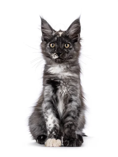 Cute Czarny Dym Tortie Maine Coon Kot Kotek Siedzi Góry — Zdjęcie stockowe