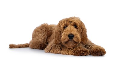 Sevimli Labradoodle köpeği yan yana yatıyor. Kameraya doğru bakıyorum. Beyaz bir arkaplanda izole edilmiş.