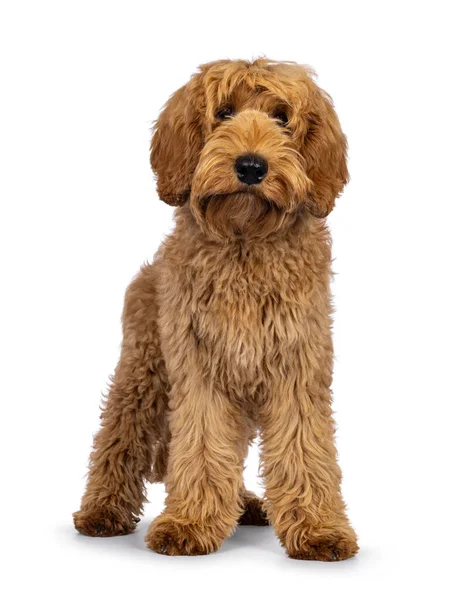 Adorável Cão Labradoodle Virado Para Frente Olhando Para Câmera Isolado — Fotografia de Stock