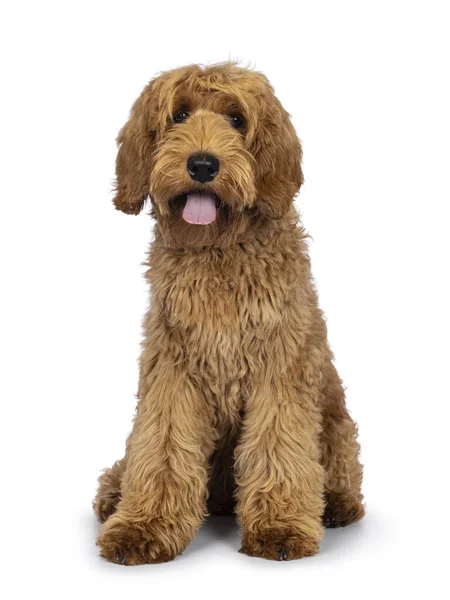 Adorável Cão Labradoodle Sentado Frente Para Frente Com Língua Para — Fotografia de Stock