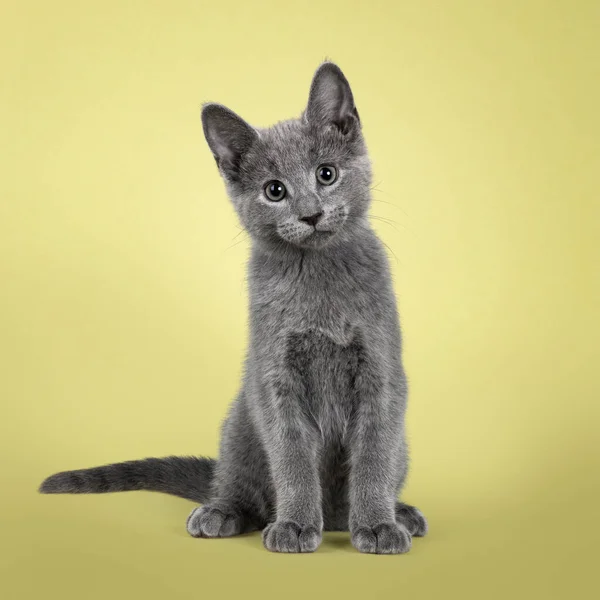 stock image Cute Russian Blue cat kitten, sitting up facing front. Looking straight to lens. isolated on a soft green background.