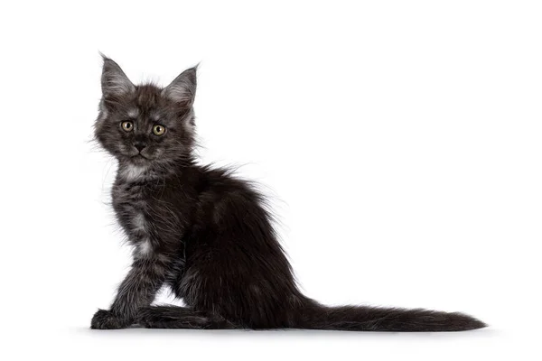 Fumo Preto Adorável Maine Coon Gato Gatinho Sentado Lado Caminhos — Fotografia de Stock