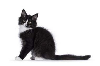 Siyah-beyaz şirin Rakun kedi yavrusu, yan yana oturuyor. Doğrudan kameraya bakıyorum. Beyaz bir arkaplanda izole edilmiş.