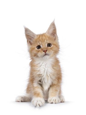 Beyaz kedili şirin krema, yüzü önde oturuyor. Kameraya bakıyor ve eğiliyor. Beyaz bir arkaplanda izole edilmiş.