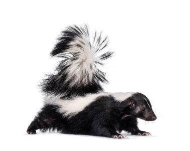 Beyaz çizgili, genç kokarca nam-ı diğer Mephitis mephitis, yürüyen bir siyah. Kuyruğunu kıstırıp kameradan uzağa bakıyor. Beyaz bir arkaplanda izole edilmiş.