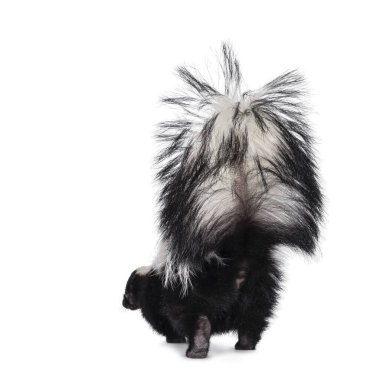 Cute classic black with white stripe young skunk aka Mephitis mephitis, walking away from camera showing butt. Tail high up. Isolated on a white background.