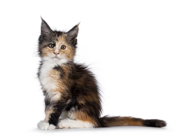 Alert Tortie Cat Kitten Sitting Side Ways Looking Straight Camera — Stock Photo, Image