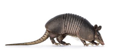 Dokuz bantlı Armadillo nam-ı diğer Dasypus novemcinctus, patileri üzerinde yan yana hareket ediyor. Yan tarafa bakıyorum. Beyaz bir arkaplanda izole edilmiş.
