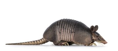 Nine banded Armadillo aka Dasypus novemcinctus, standing side ways. Looking side ways. Isolated on a white background. clipart