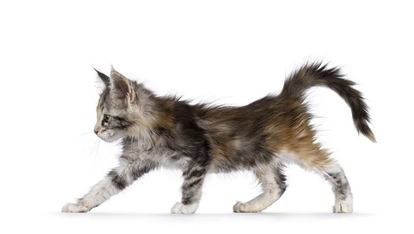 愛らしいかわいいトーティーキャット子猫は 歩いたり 側面を伸ばしたりします サイドの方法を見る 白い背景に孤立した — ストック写真