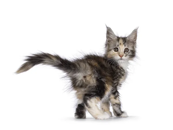 Adorable Cute Tortie Cat Kitten Standing Walking Away Camera Looking — Stock Photo, Image