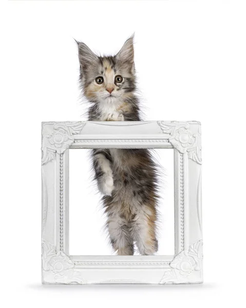 stock image Adorable cute tortie cat kitten, standing behind empty white photo frame. Looking towards camera. Isolated on a white background.