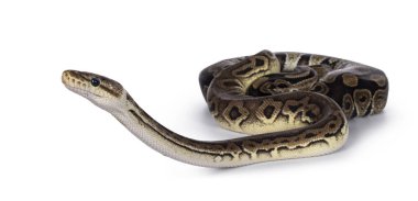 Top Python 'un iki morfunu, nam-ı diğer Python Regius, birbirine dolanmış ve arkadaş olarak yaşıyor. Beyaz bir arkaplanda izole edilmiş.