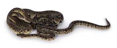 3 yılan, 2 piton topu ve bir boa, birbirine dolanmış ve arkadaş gibi yaşıyorlar. Beyaz bir arkaplanda izole edilmiş