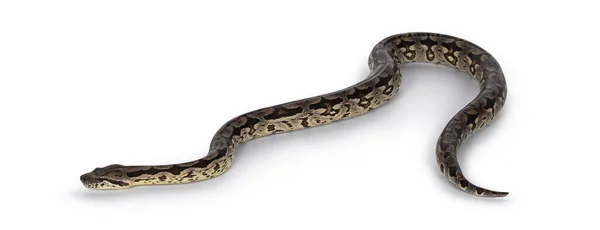 Teljes Testkép Egy Mozgásban Lévő Boa Kígyóról Fehér Alapon Elszigetelve — Stock Fotó