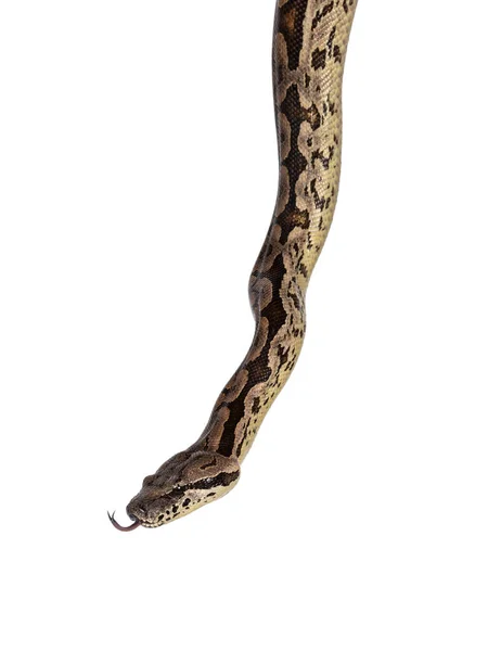 Fejlövés Egy Boa Kígyóról Nyelvet Fehér Alapon Elszigetelve — Stock Fotó