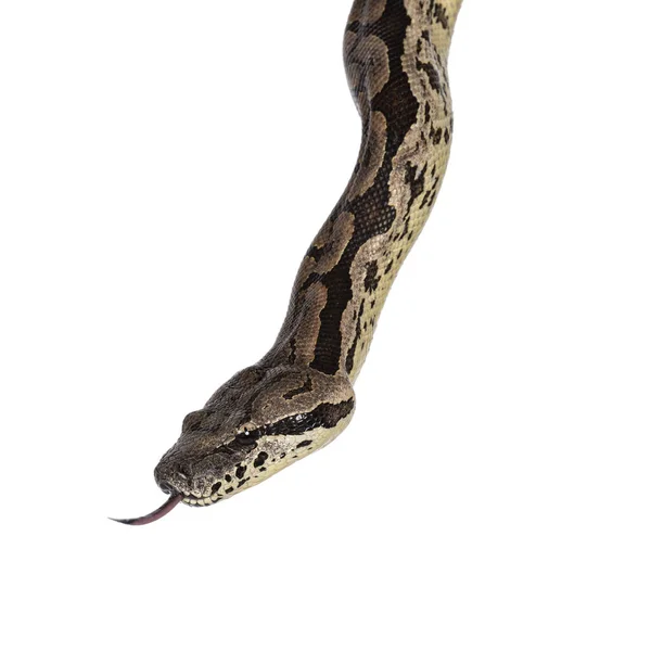 ヘビを撃ったヘッドショット 舌を出して 白い背景に孤立した — ストック写真