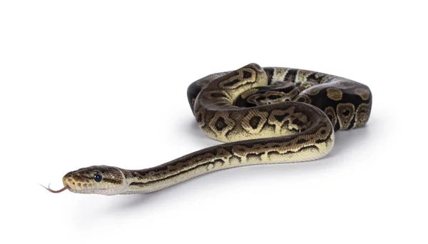 Python RegiusというBall Pythonの2つのモーフは 友人として結びつき 生きている 白い背景に孤立した ストック画像