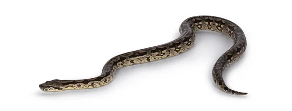 動くヘビの全身ショット 白い背景に孤立した ロイヤリティフリーのストック画像