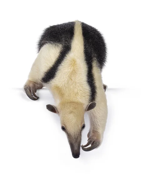 Southern Anteather Aka Tamandua Tetradactyla Caminhando Lado Lado Olhando Alcançando — Fotografia de Stock