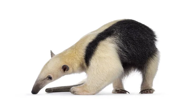 Southern tamandua transparent background PNG cliparts free